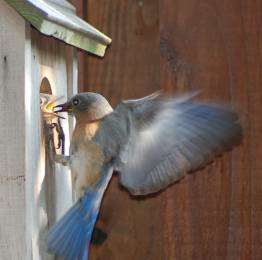 eatern bluebird